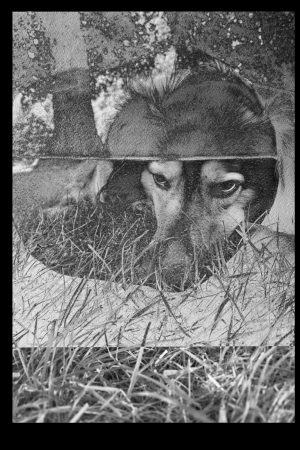 Wolf dog – Blandteknik. 50 x 70 cm  Inramad.